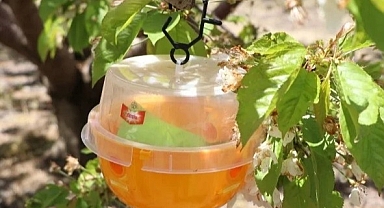 Iğdır’da Akdeniz Meyve Sineğine Karşı Etkin Mücadele Başlıyor