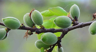 Iğdır’da Baharın Habercisi: Meşhur Kayısı Çağla Vermeye Başladı