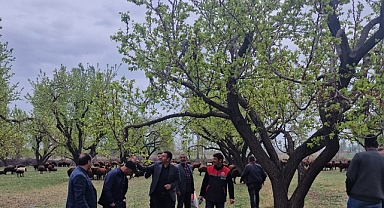 Iğdır’da Çiftçilere Uygulamalı Budama Eğitimi: Verim Artışı ve Yeni İş Alanları Hedefleniyor