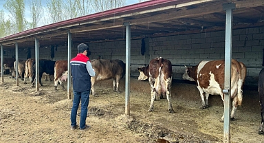 Iğdır’da Hayvan Sağlığı ve Arıcılıkta Yoğun Mesai