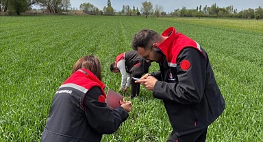 Iğdır’da Hububat Alanlarında Yoğun Tarımsal Takip: Hastalık ve Zararlı Kontrolleri Sürüyor