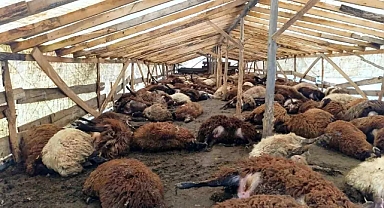 Şiddetli Rüzgar 280 Küçükbaş Hayvanı Telef Etti