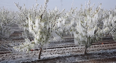 Zirai Felaket Üreticiyi Vurdu: 36 İlde Don ve Dolu Tarımı Felç Etti