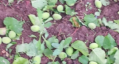 Iğdır’da Dolu Kabusu: Kayısı Bahçeleri Yerle Bir Oldu, Müdürlük Sahada Hasar Tespitinde