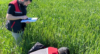 Iğdır’da Hububat Tarlalarına Yakın Takip: Zararlılar ve Pas Hastalığına Karşı Denetimler Sıklaştı