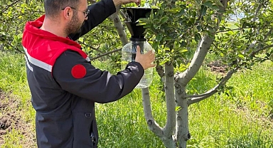 Iğdır’da Kahverengi Kokarcaya Karşı Tuzaklı Mücadele Başlatıldı