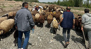 Iğdır’da Meraya Yolculuk Başladı: Yaylalara Göç Sürüyor