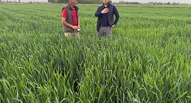 Iğdır’da “Taner” Ekmeklik Buğdayına Yakın Takip: İl Müdürü TİNGİŞ Sahada