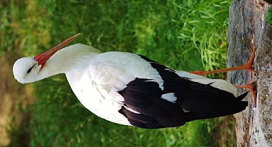 Iğdırlı Amatör Fotoğrafçı Asuman Taşbağ’dan Doğaya Saygı Dolu Muhteşem Leylek Kareleri