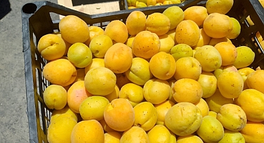 Altın Kayısı Ucuza Gidiyor: Iğdırlı Üretici Fiyatlardan Şikâyetçi