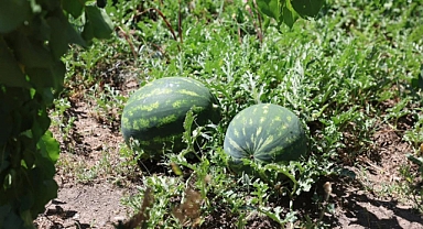 Iğdır Ovası’nda Karpuz Bereketi: Hasat Erken Başladı 