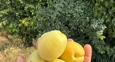 Türkiye’nin İlk Kayısısı Iğdır’dan Tezgâhlarda Yerini Aldı