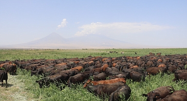 Anguslar Ağrı Dağı Eteklerinde: TİGEM'den Iğdır’a Tarım ve Hayvancılıkta Güçlü Destek