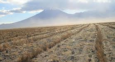 Aralık Belediyesi ve Köy İdaresi Uyuyor, Gödekli’de Ağaçlar Can Çekişiyor!