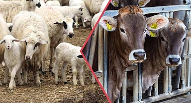 Hayvan Pazarlarına Geçici Kapatma Kararı