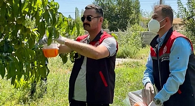 Iğdır’da Akdeniz Meyve Sineğine Karşı Alarm: Tarım Müdürlüğü Sahada