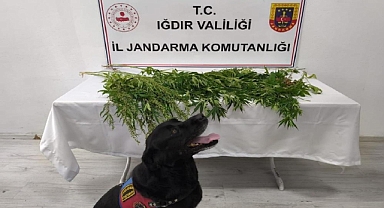 Iğdır Jandarmasından Uyuşturucuya Geçit Yok: 1 Kişi Tutuklandı