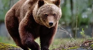 Karakoyunlu’da Tarlada Ayı Paniği: Vatandaş Son Anda Kurtarıldı