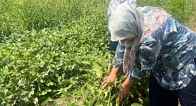 TOPRAĞA DEĞEN KADIN ELİ IĞDIR’IN GELECEĞİNİ YEŞERTİYOR