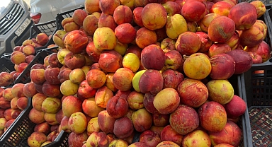 Iğdır’da Nektarin Bereketi Başladı