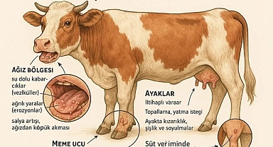 Iğdır’da Şap Aşılamaları Aralıksız Sürüyor
