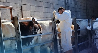 Iğdır’da Şap Hastalığına Karşı Büyükbaş Hayvanların %85’i Aşılandı