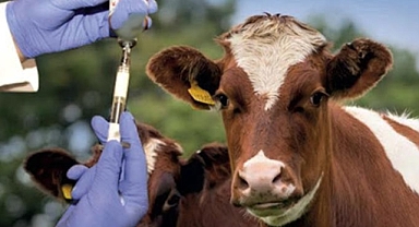 Iğdır’da Şap Hastalığının Yeni Türüne Karşı Acil Aşılama Çağrısı