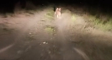 Iğdır Kırçiçeği Köyünde Ayı Paniği: Köylüler Kovalamaca ile Uzaklaştırdı