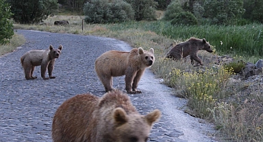 Karakoyunlu’da Ayı Saldırılarına Devlet Müdahalesi: Askeri Personel Bölgeyi Keşfe Çıktı