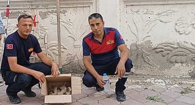 Merdiven Boşluğunda Mahsur Kalan Yavru Kediler, İtfaiye ve Duyarlı Vatandaşın İş Birliğiyle Kurtarıldı