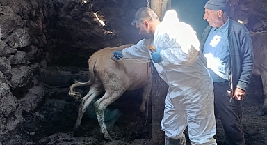 Tuzluca’da Şap Aşılamasıyla Hayvan Sağlığı Korunuyor