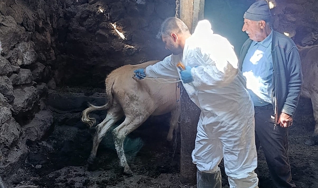 Tuzluca’da Şap Aşılamasıyla Hayvan Sağlığı Korunuyor