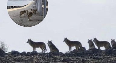 Hoşhaber’de Kurt Sürüsü Paniği! Vatandaşlar Endişeli