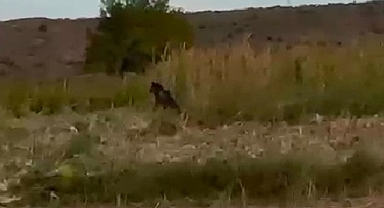 Karakoyunlu’da Ayı Korkusu: Çiftçiler Tarlalara Endişeyle Gidiyor