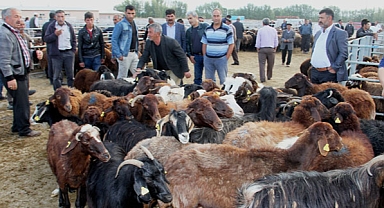 Şap Hastalığı Tedbirleri Sonrası Iğdır Canlı Hayvan Pazarı Yeniden Açıldı