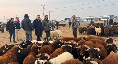 Iğdır Canlı Hayvan Pazarı’nda Sıkı Denetim: “Hem Üretici Hem Tüketici Koruma Altında” ‍