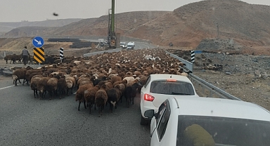 Iğdır’dan Yaylaya Giden Koçerler Dönüş Yolunda: Bereketli Sezon Dualarla Kapanıyor