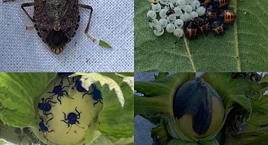 Iğdır Üniversitesine Uluslararası Araştırma Gururu: 2 Akademisyen TÜBİTAK Destekli Projelerde Yer Alacak