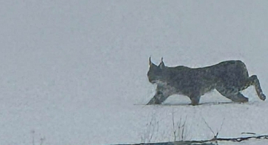 Karla Kaplı Dağlardan Köye İndiler: Iğdır’da 3 Vaşak Görüntülendi