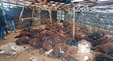 Kurt Faciası: 200 Koyun Telef Oldu, Ailenin Acısı Yürek Dağladı