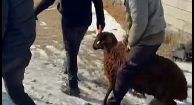 Vicdanın Adı Iğdır: Helal Olsun