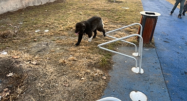 Çocukların Oyun Alanı Enkaza Döndü: Iğdır Millet Bahçesi Utandırıyor