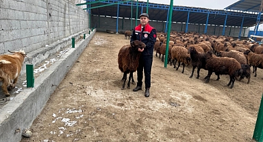 Iğdır Hayvancılıkta Altın Çağını Yaşıyor