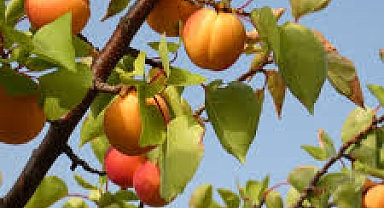 EMEK Mİ, İSRAF MI? KARAR IĞDIR’IN