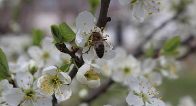 Iğdır’da Ani Hava Değişimi Meyve Ağaçlarını Tehdit Ediyor
