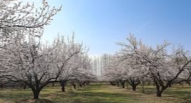 Iğdır’da Değişken Hava Çiftçiyi Tedirgin Ediyor