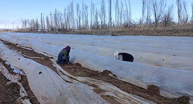 IĞDIR’DA KARPUZ SEZONU BAŞLADI: HEDEF ERKEN HASAT, YÜKSEK VERİM