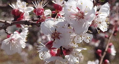 IĞDIR OVASI BEYAZA BÜRÜNDÜ: KAYISI ÇİÇEKLERİ UMUT VERDİ