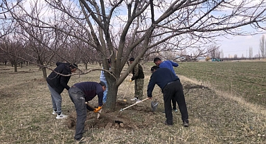 “Sarı Altın” İçin Kritik Süreç Başladı: Iğdır’da Kayısı Bahçelerinde Yoğun Mesai