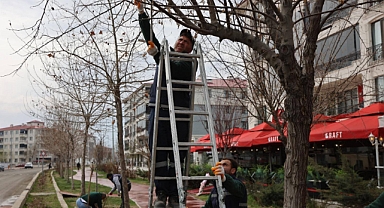 Yeşil Kuşak’ta Bakım Seferberliği Başladı